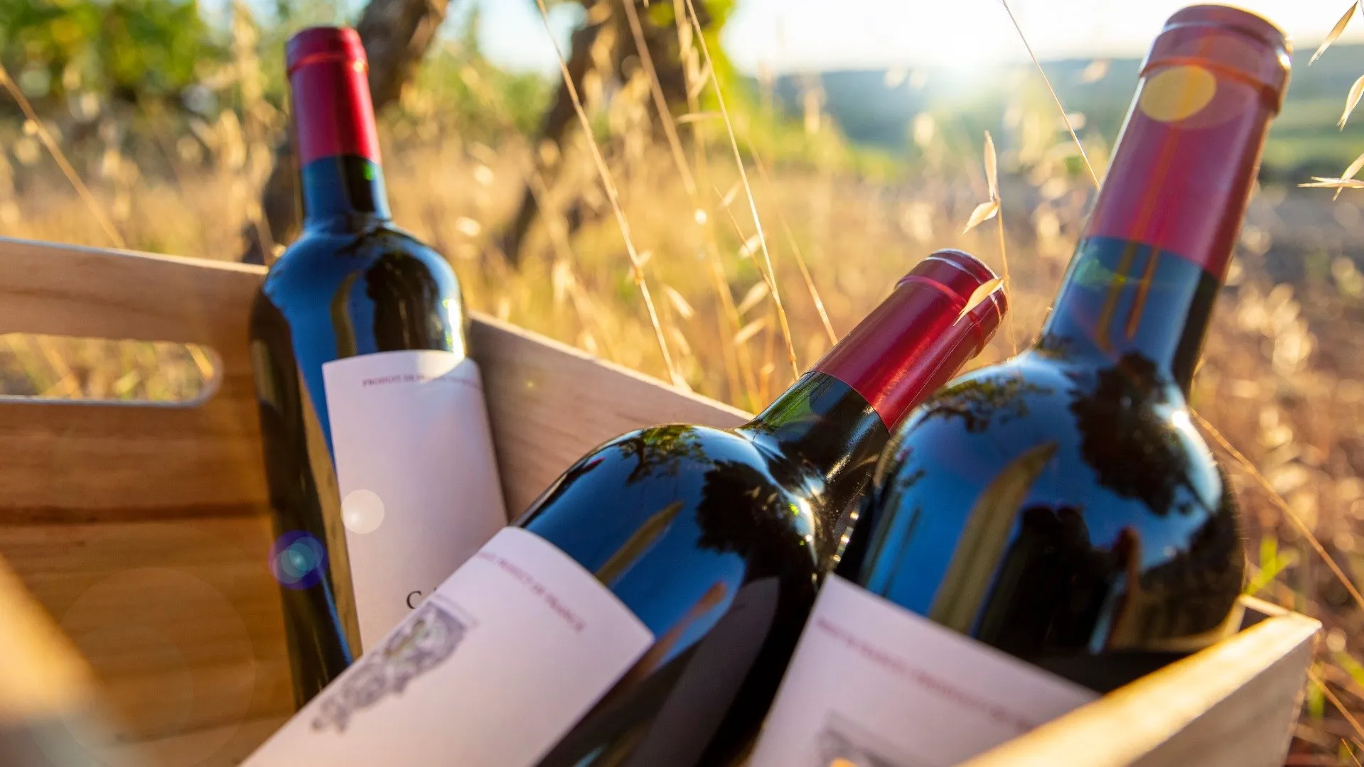 Immagine sfondo sezione header Weine und Weinkisten online direkt vom Erzeuger kaufen