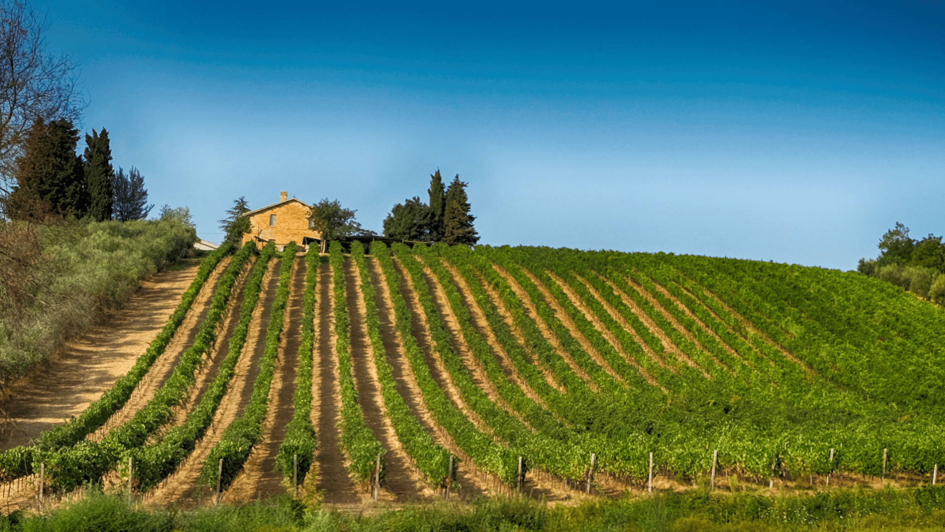 Immagine cantina Velenosi Winery