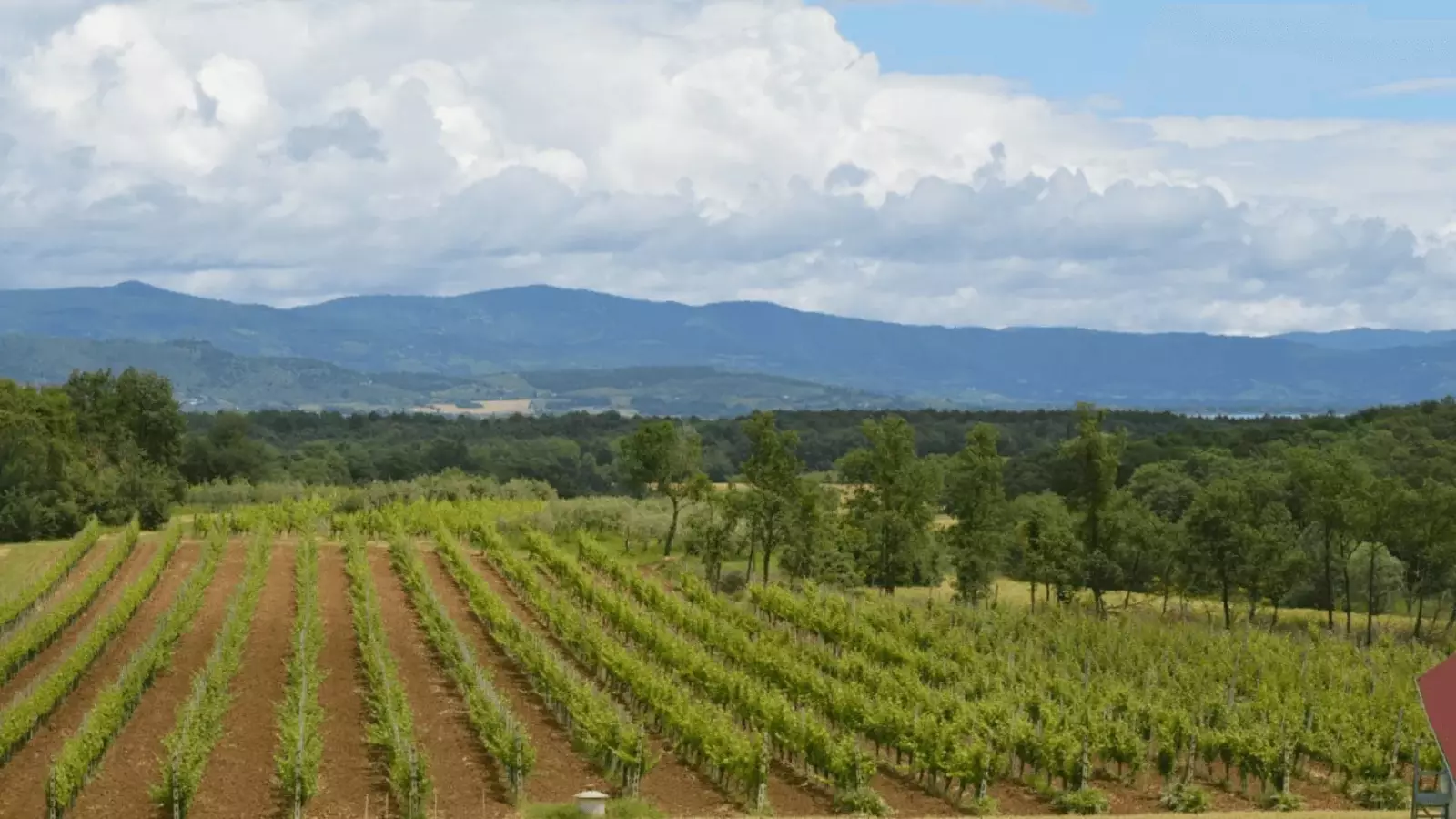 La Sugarella – Image 1