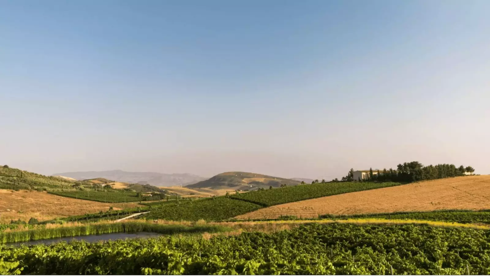 Immagine cantina Cantina Alessandro di Camporeale