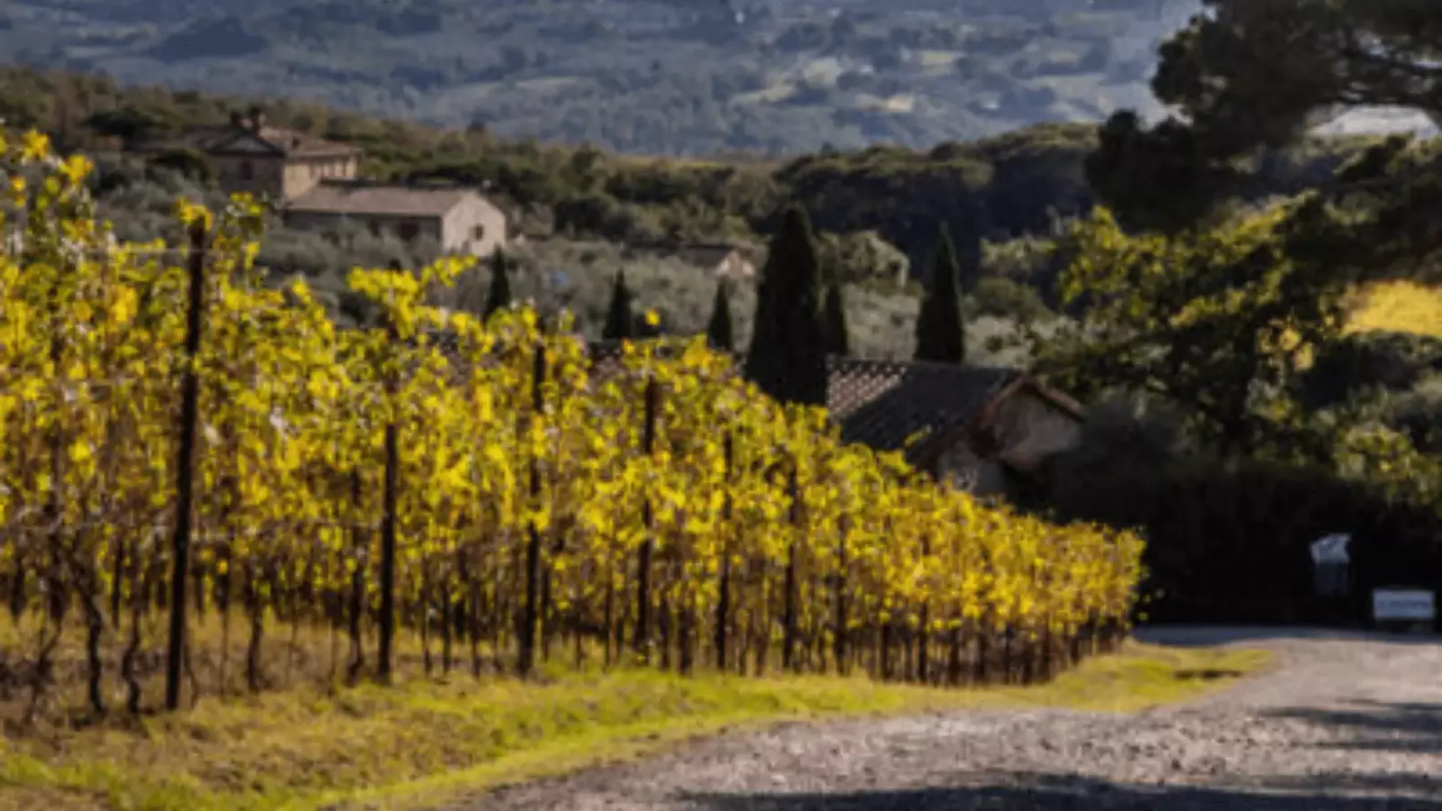 Fattoria di Corsignano – Immagine 1
