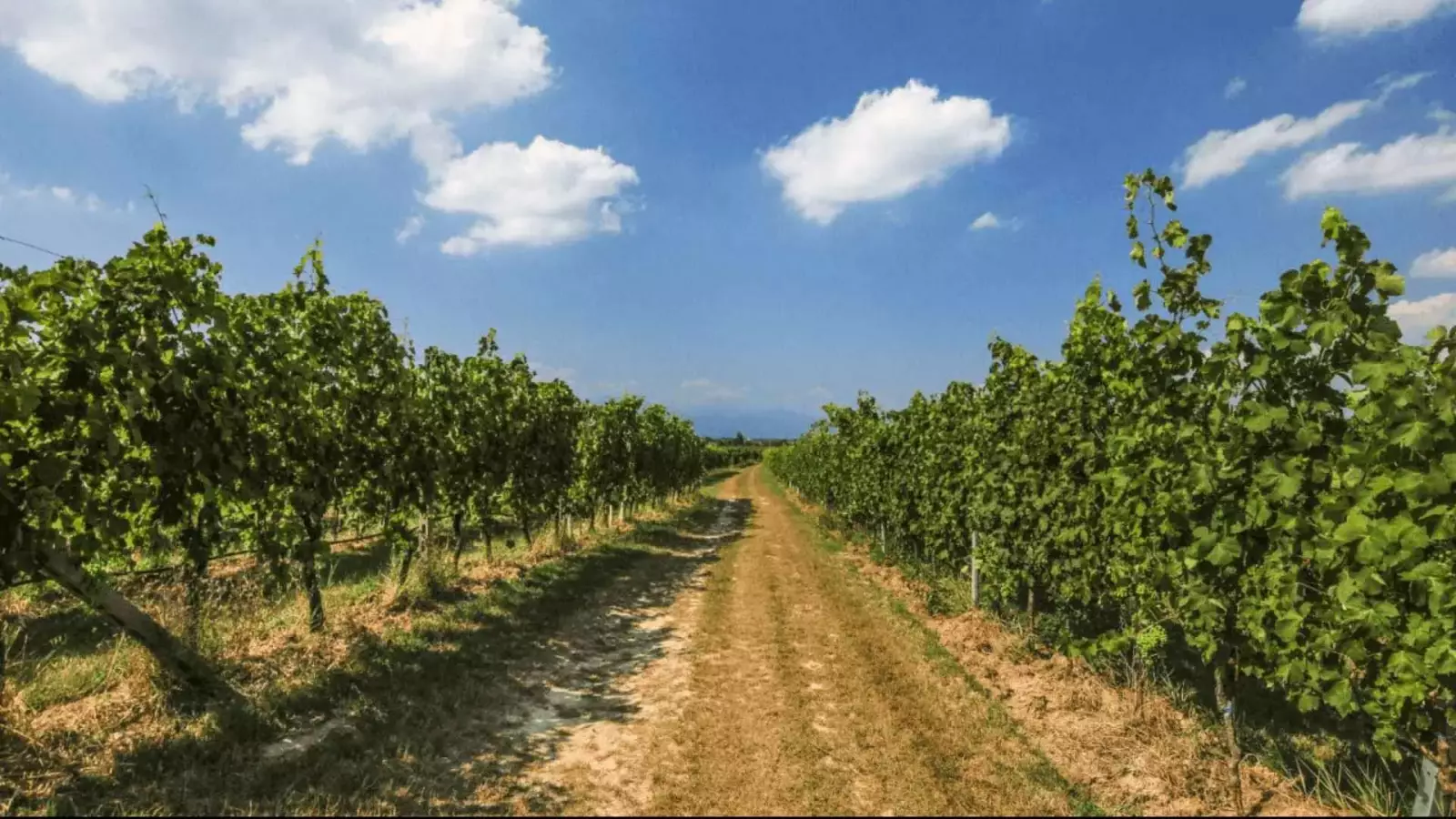 Quattro vini Lugana e dintorni – Immagine 2