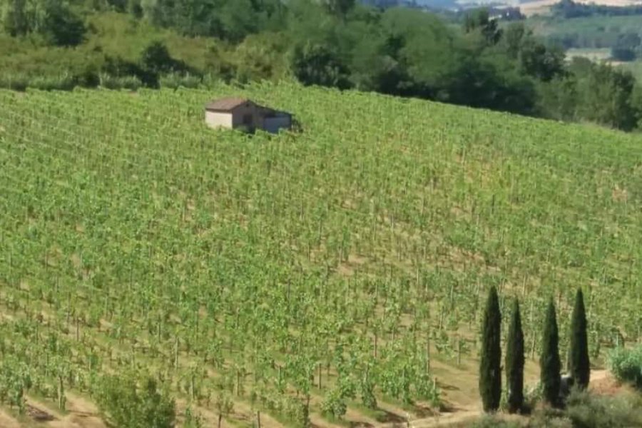 Pasqualetti viticoltori