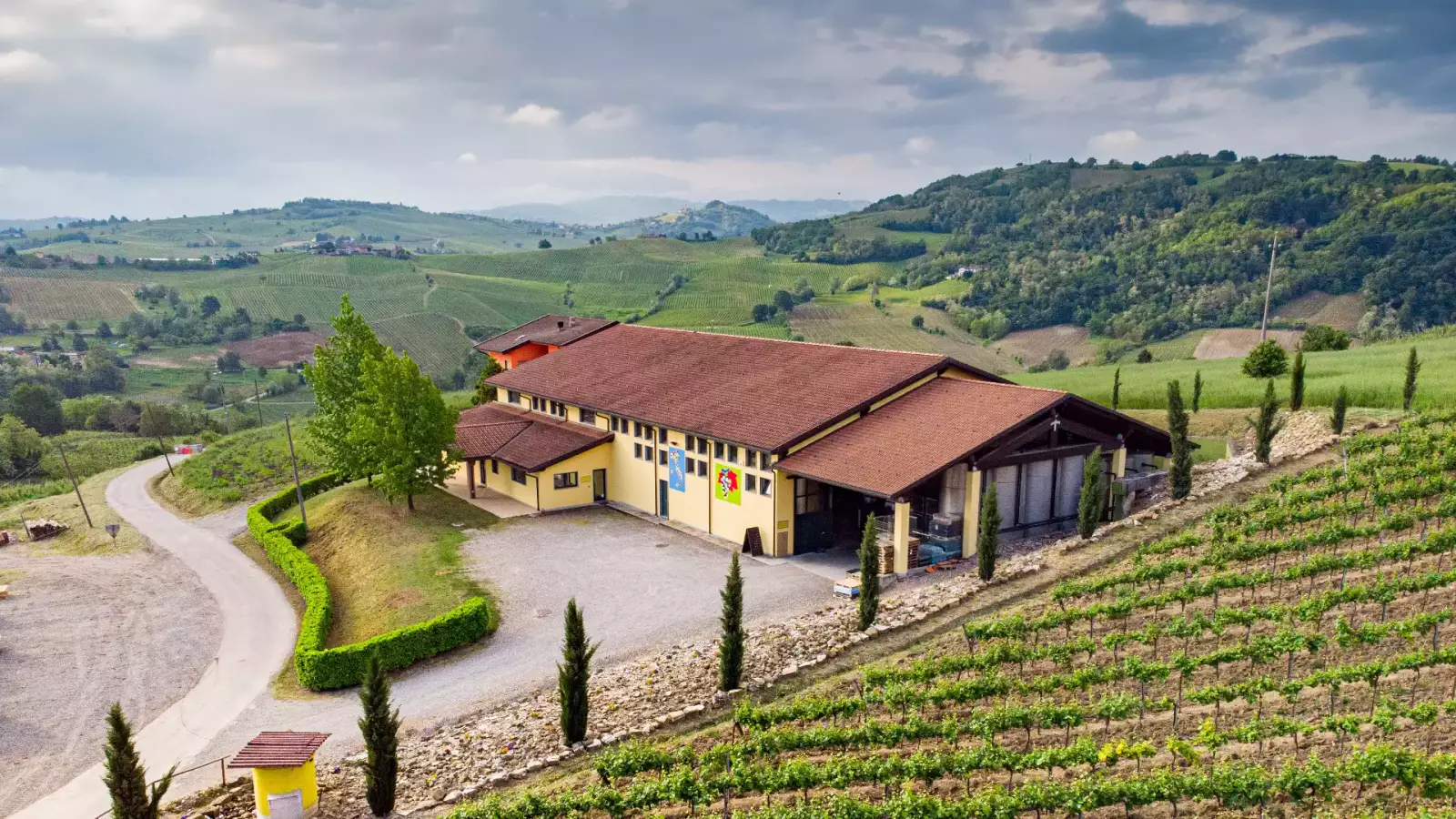 Pinot Grigio – Immagine 2