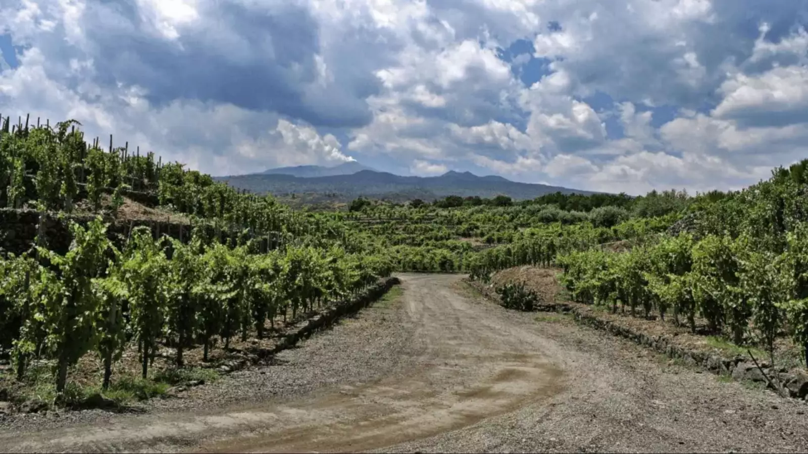 Cantina Torre Mora – Bild 1