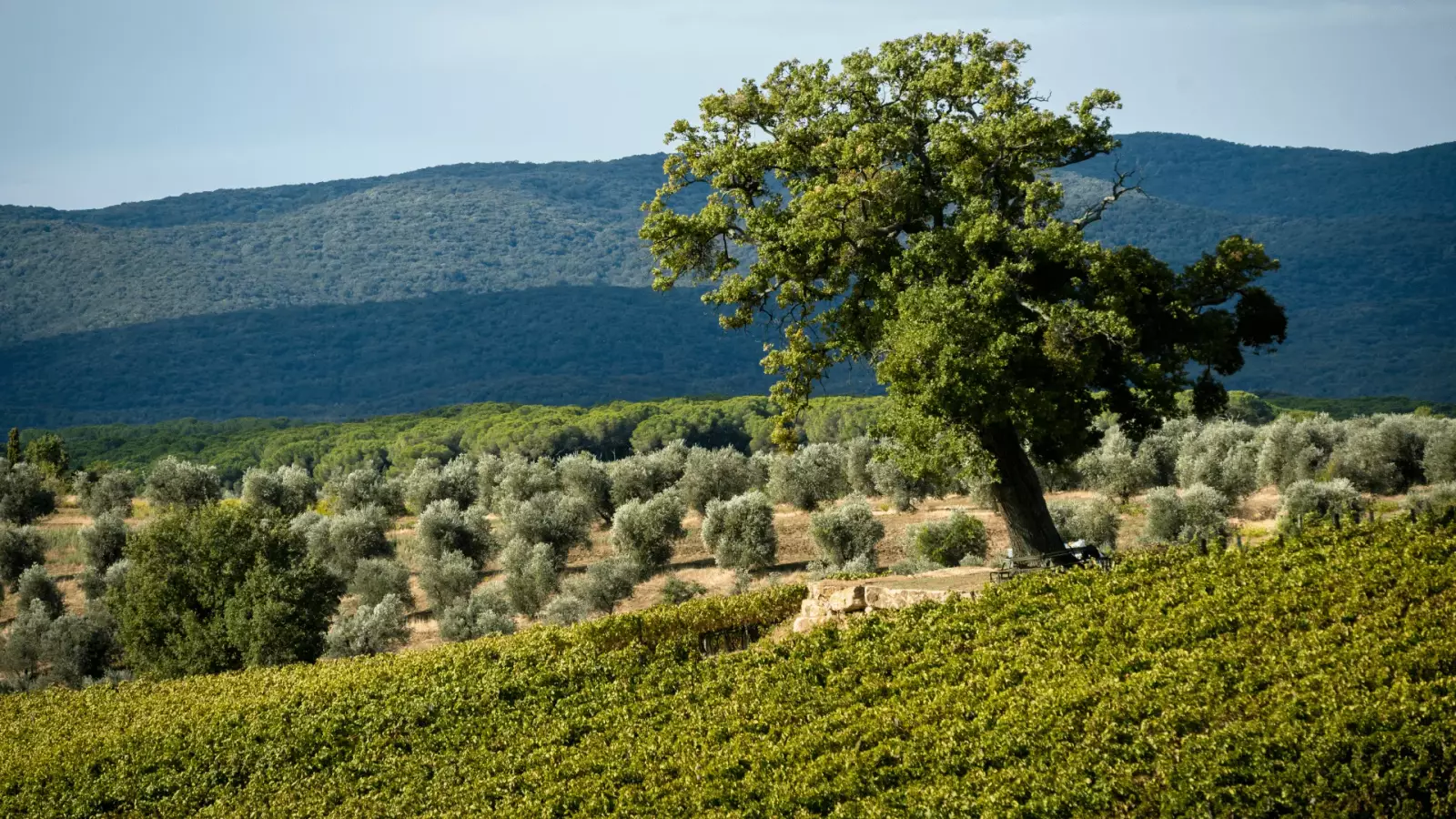 Degustazione "Linea Bevo": la Maremma nel bicchiere – Bild 2