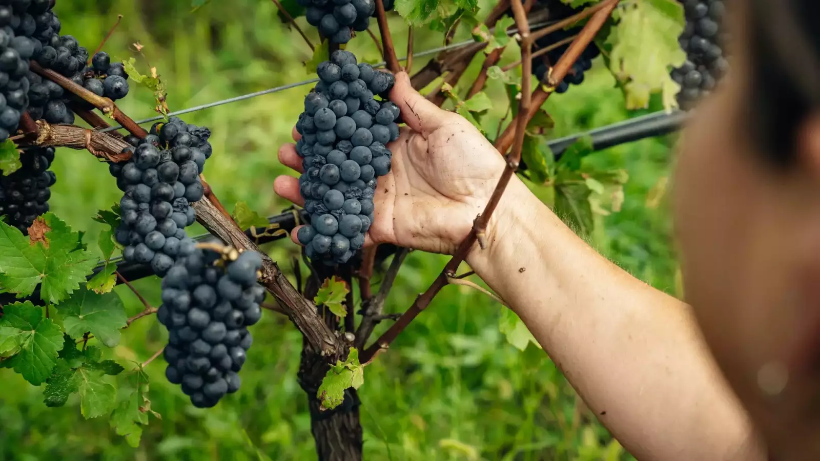 Tenuta Gottardi – Image 1