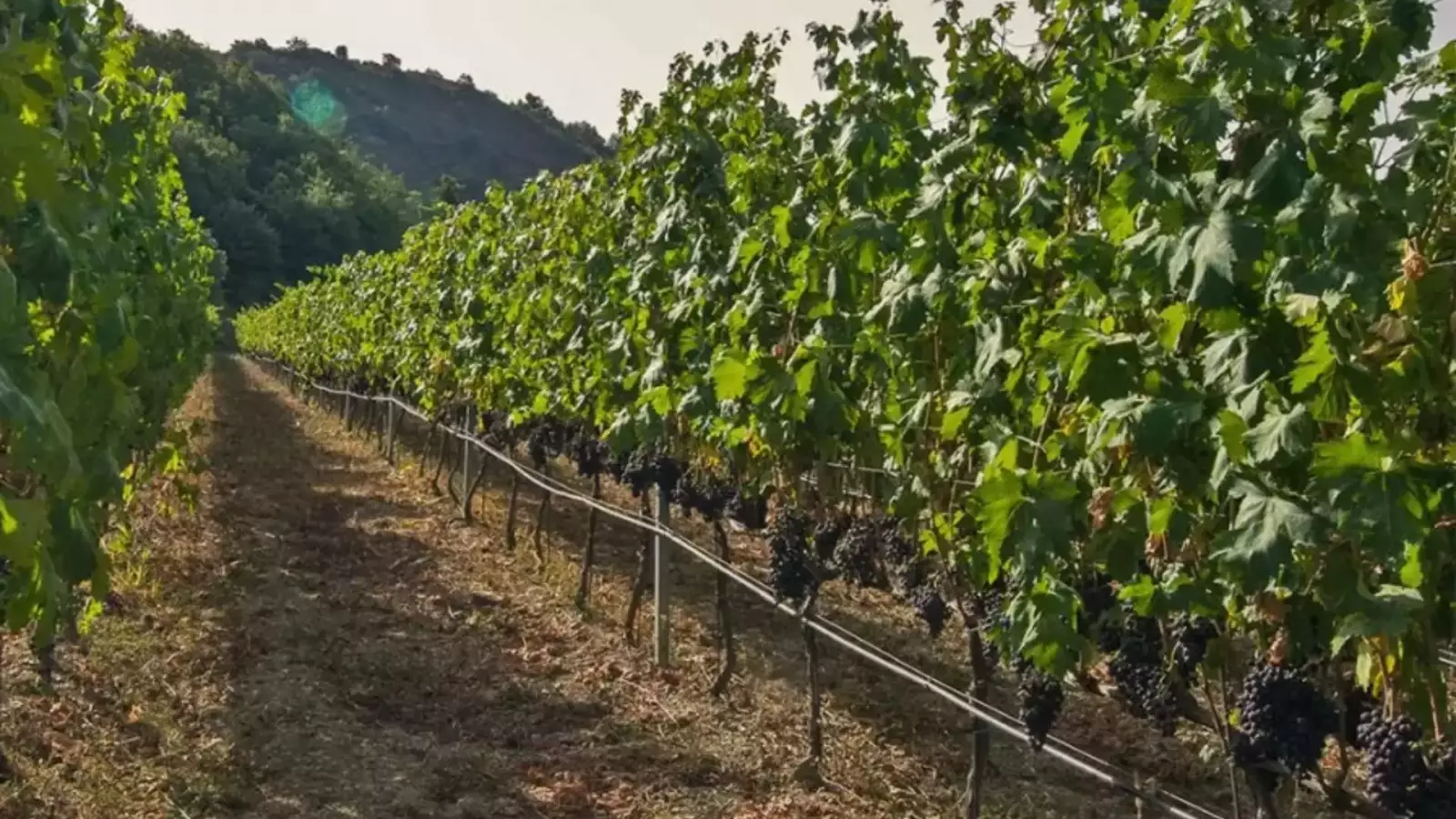 Cantina Gajaudo – Immagine 1