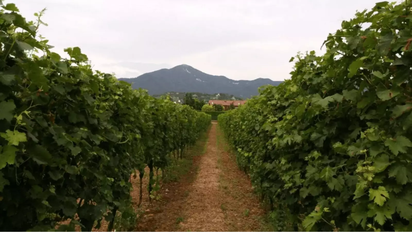 Long Live Franconia – Image 2