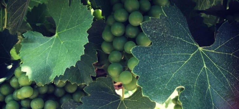 Immagine paesaggio tipovisita Wine Discovery Greco di Tufo (3 Days e 2 Night) 