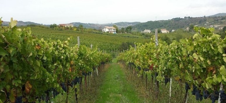 Immagine paesaggio tipovisita Wine Day