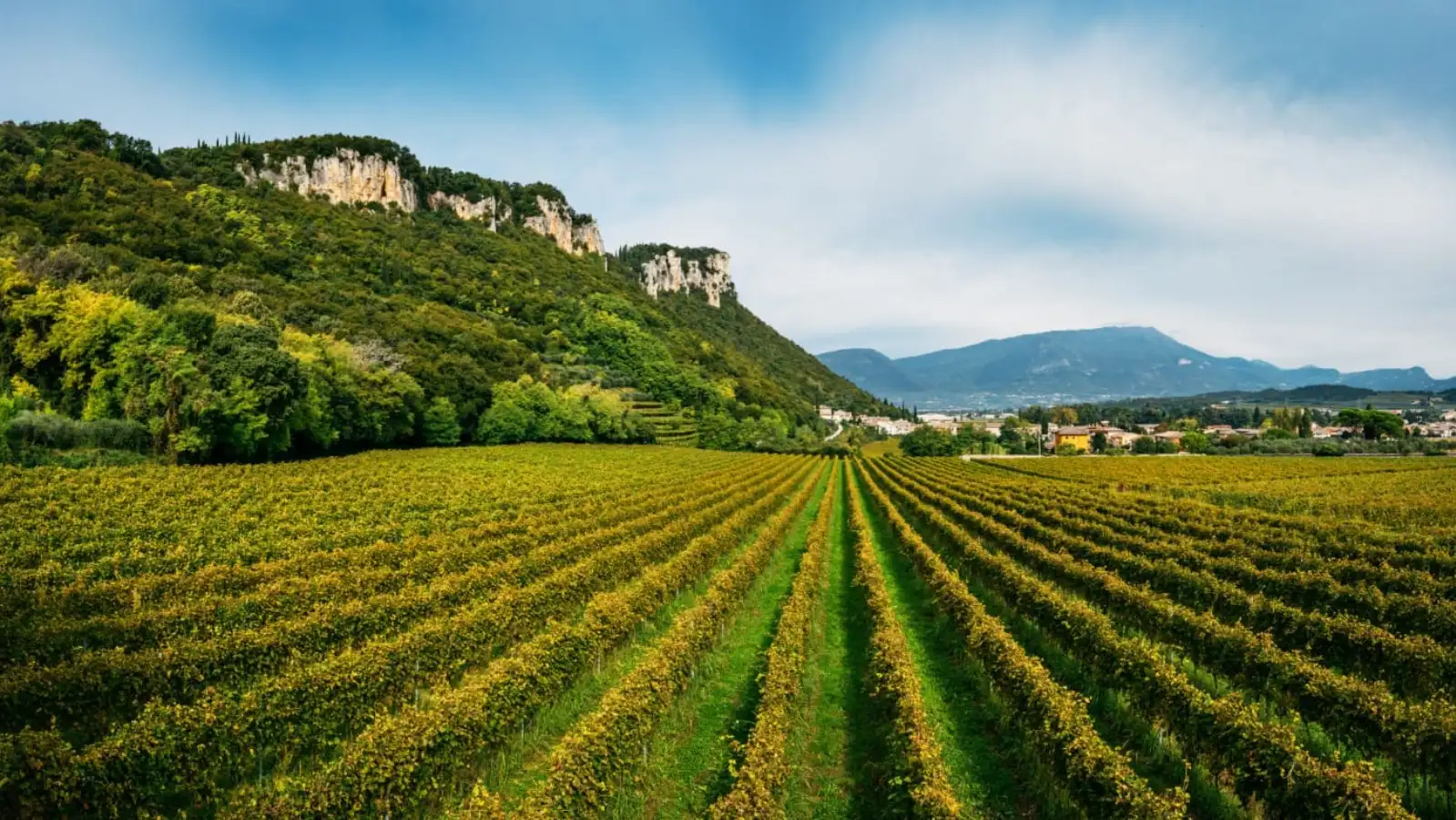ARTE IN VIGNA: COLORI E VINO presso {{cantina}}