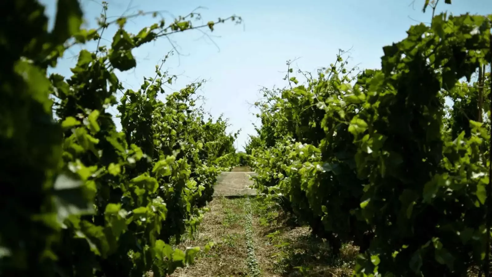 Vigna di Pettineo – Image 1