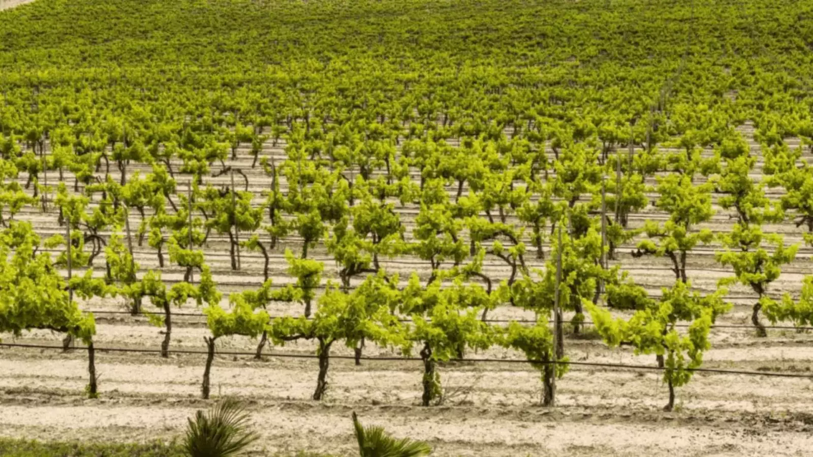 Terre di Noto – Bild 1