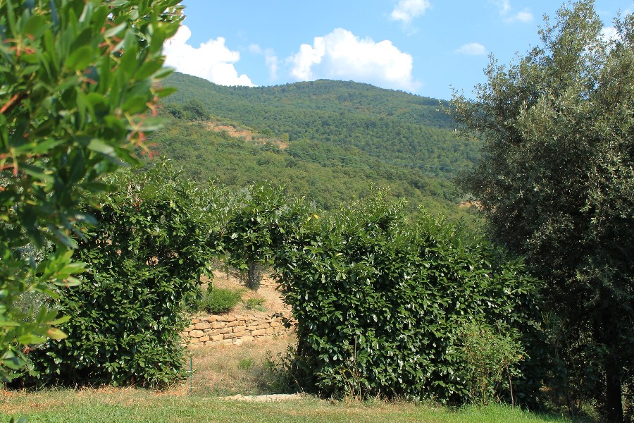 Cantina Rasenna - Tarazona, Il Vino Etrusco