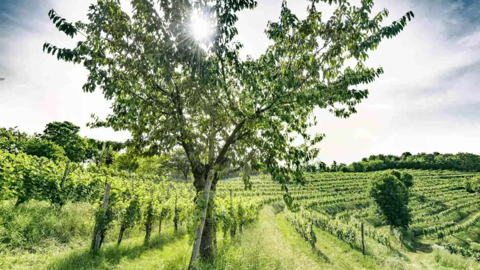Tasting SoloUva Franciacorta e Open – Immagine 2