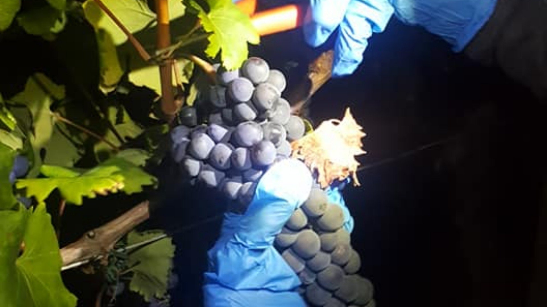 Immagine esplicativa evento VENDEMMIA NOTTURNA
