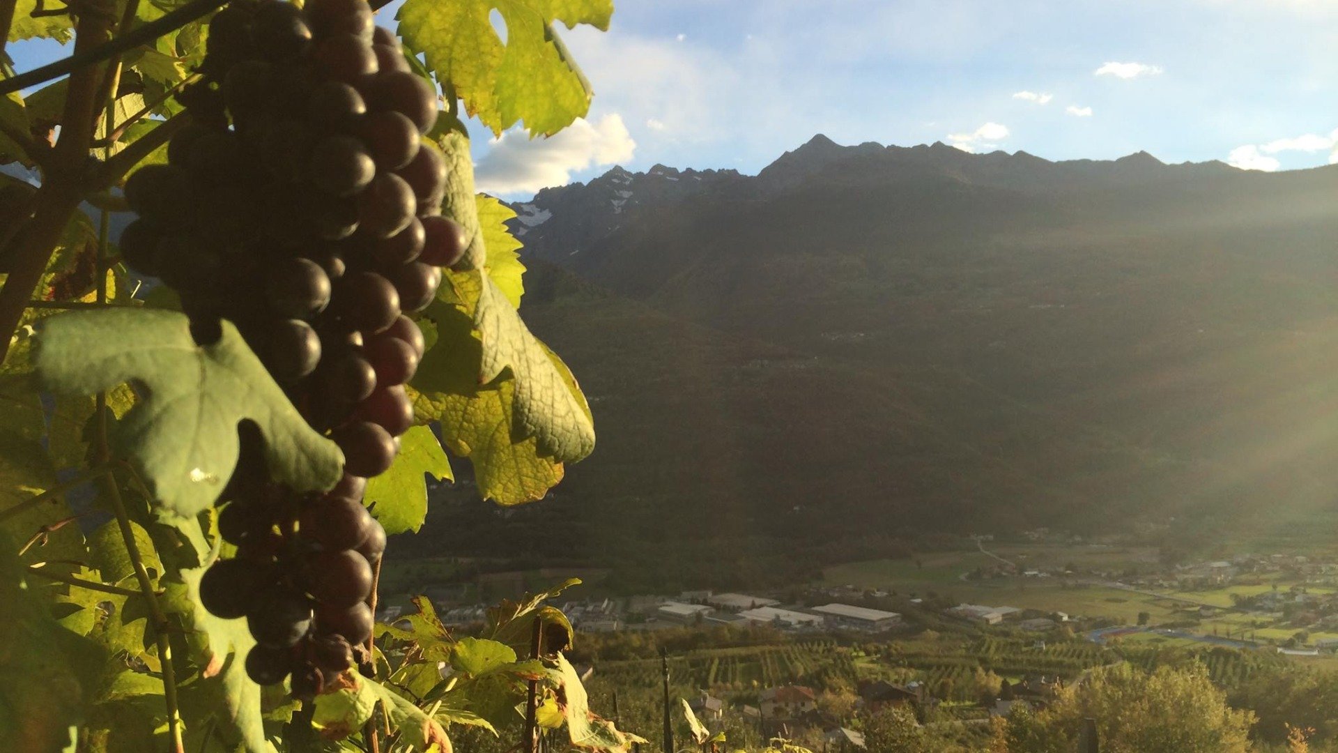 Immagine esplicativa evento V per VENDEMMIA