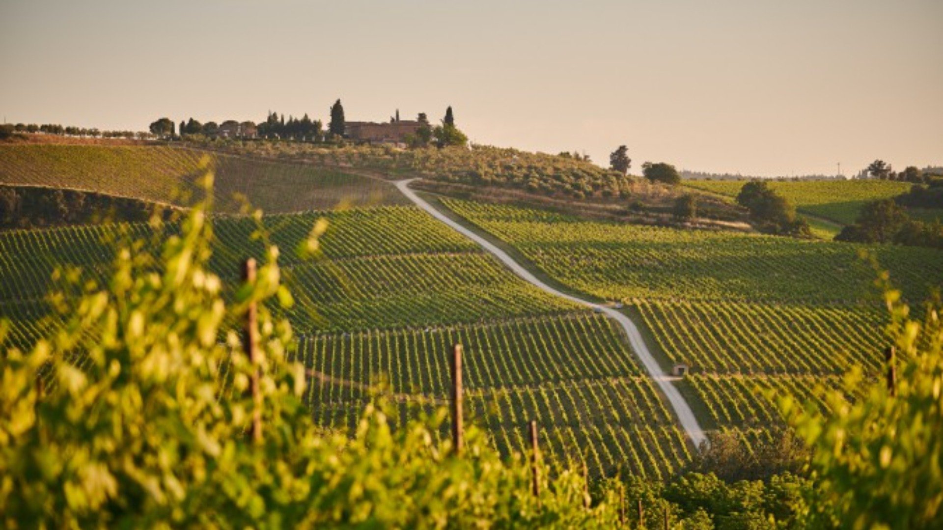 Immagine esplicativa gruppo I vini del Friuli