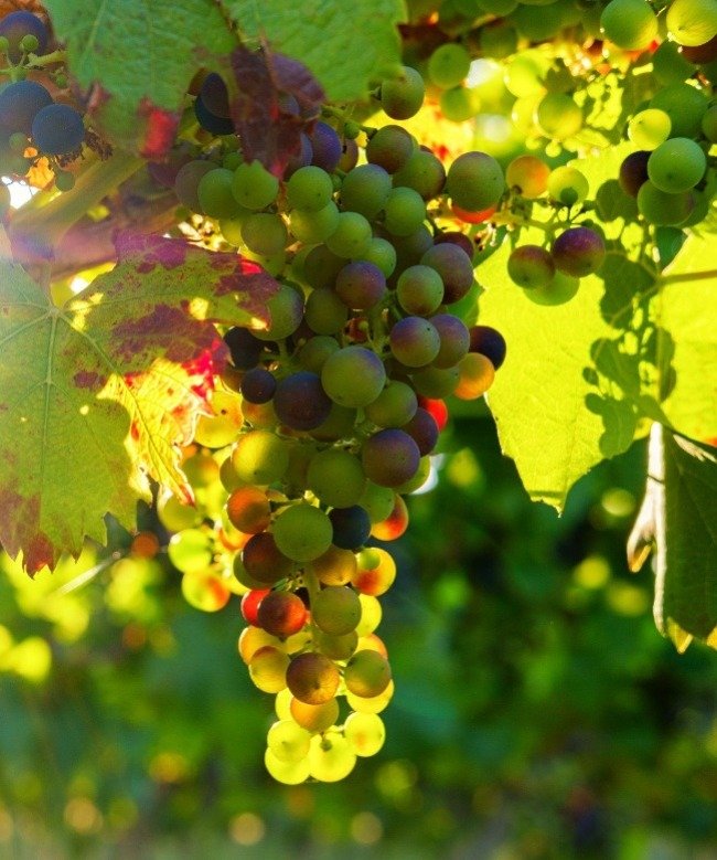 grappoli di uva