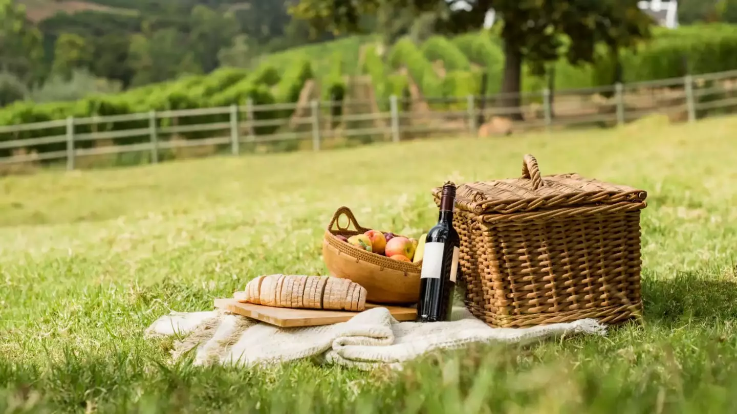 Picnic ed Esperienze in Vigna Picnic ed Esperienze in Vigna
