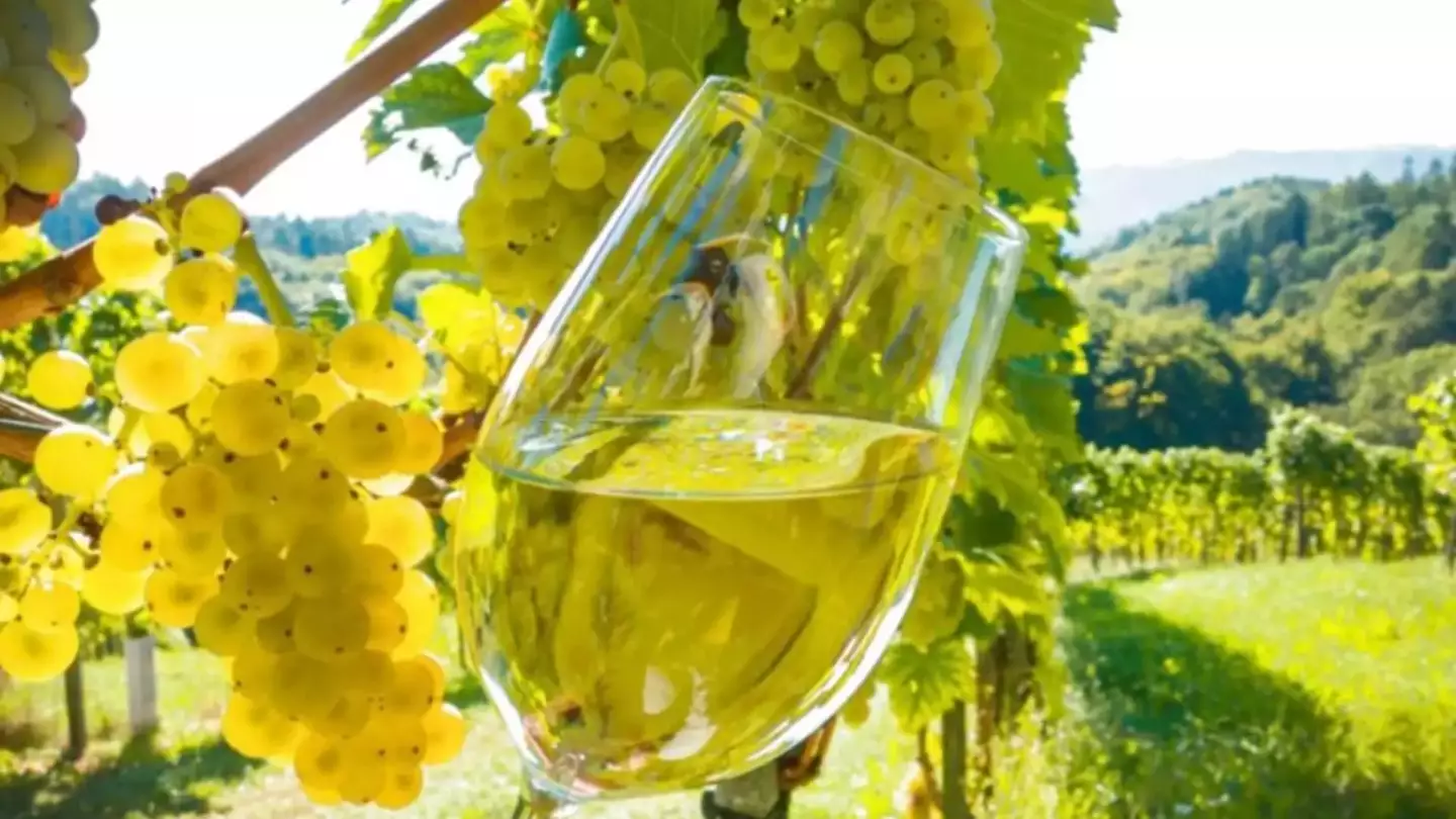 Vino e Visione Vino e Visione