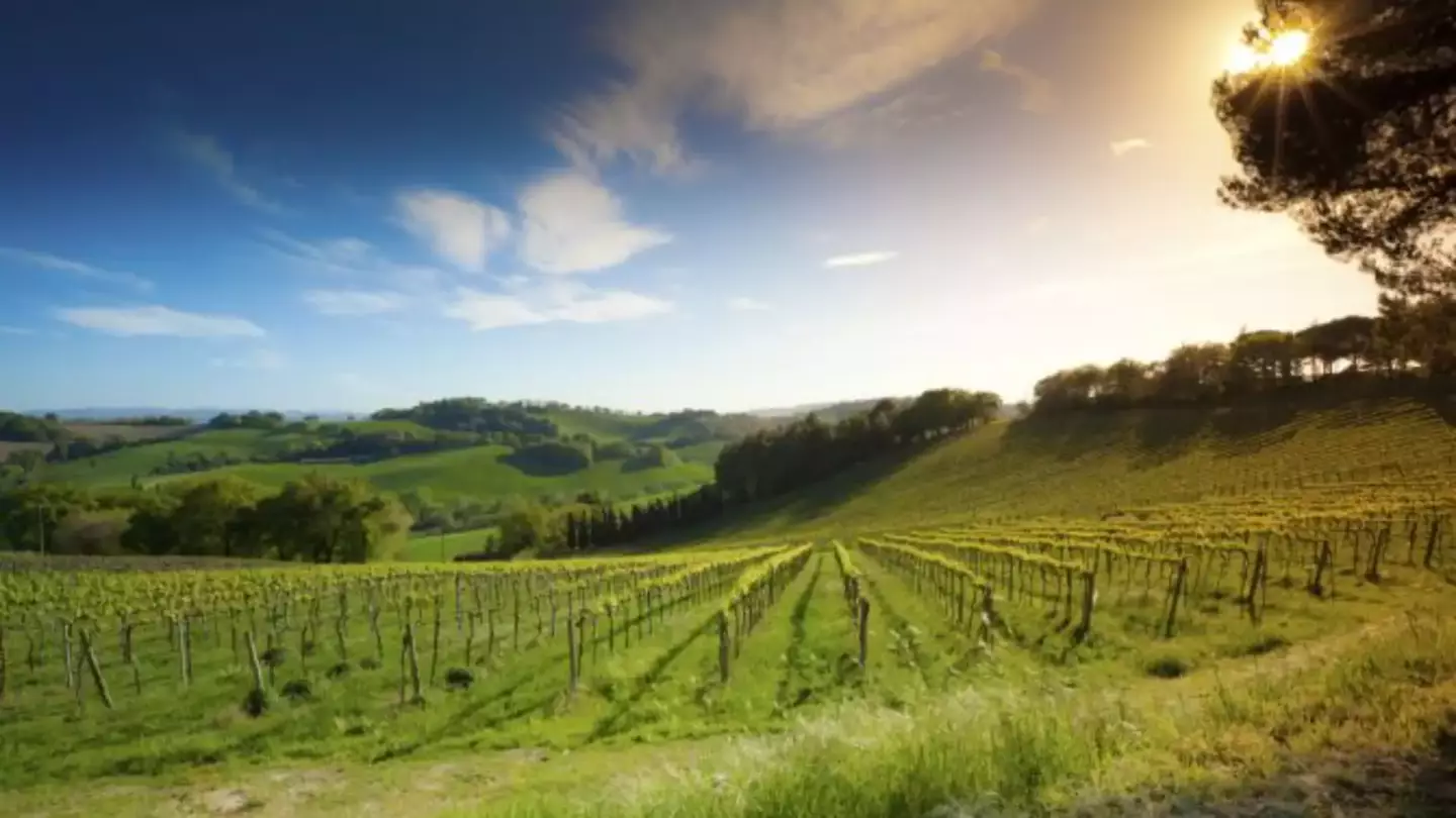 Weinberg & Natur Weinberg & Natur