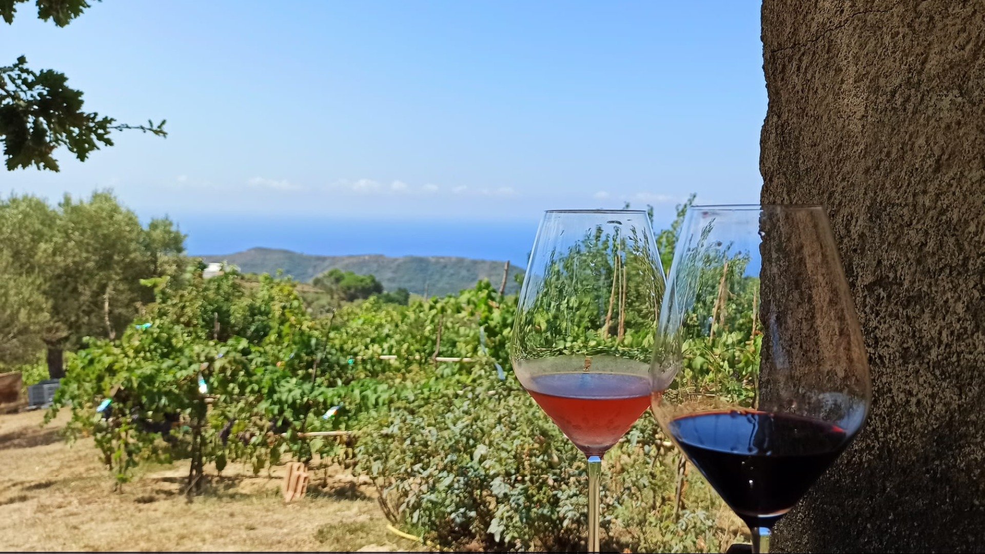 immagine strada Wine of Cilento