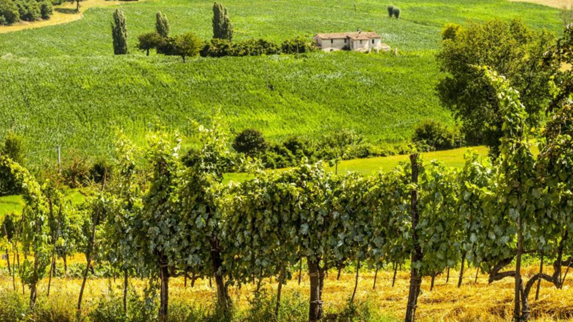 Immagine cantina Vino della Teverina