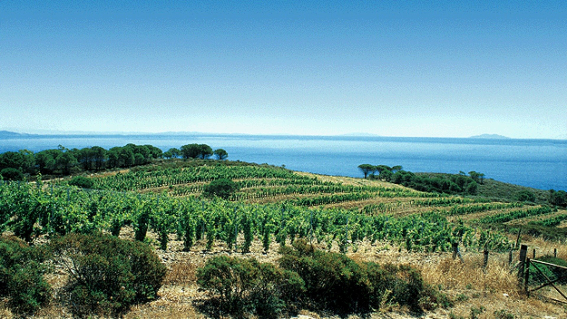 immagine strada Etruscan Coast Wine