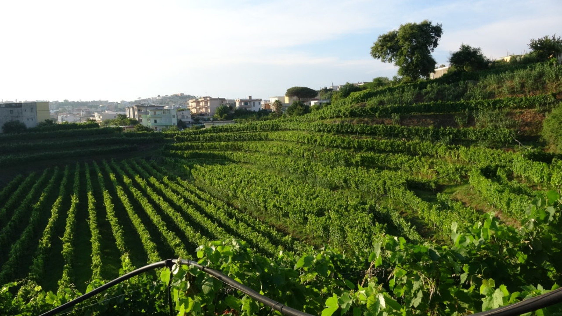 immagine strada Flegrei' s Wine Route