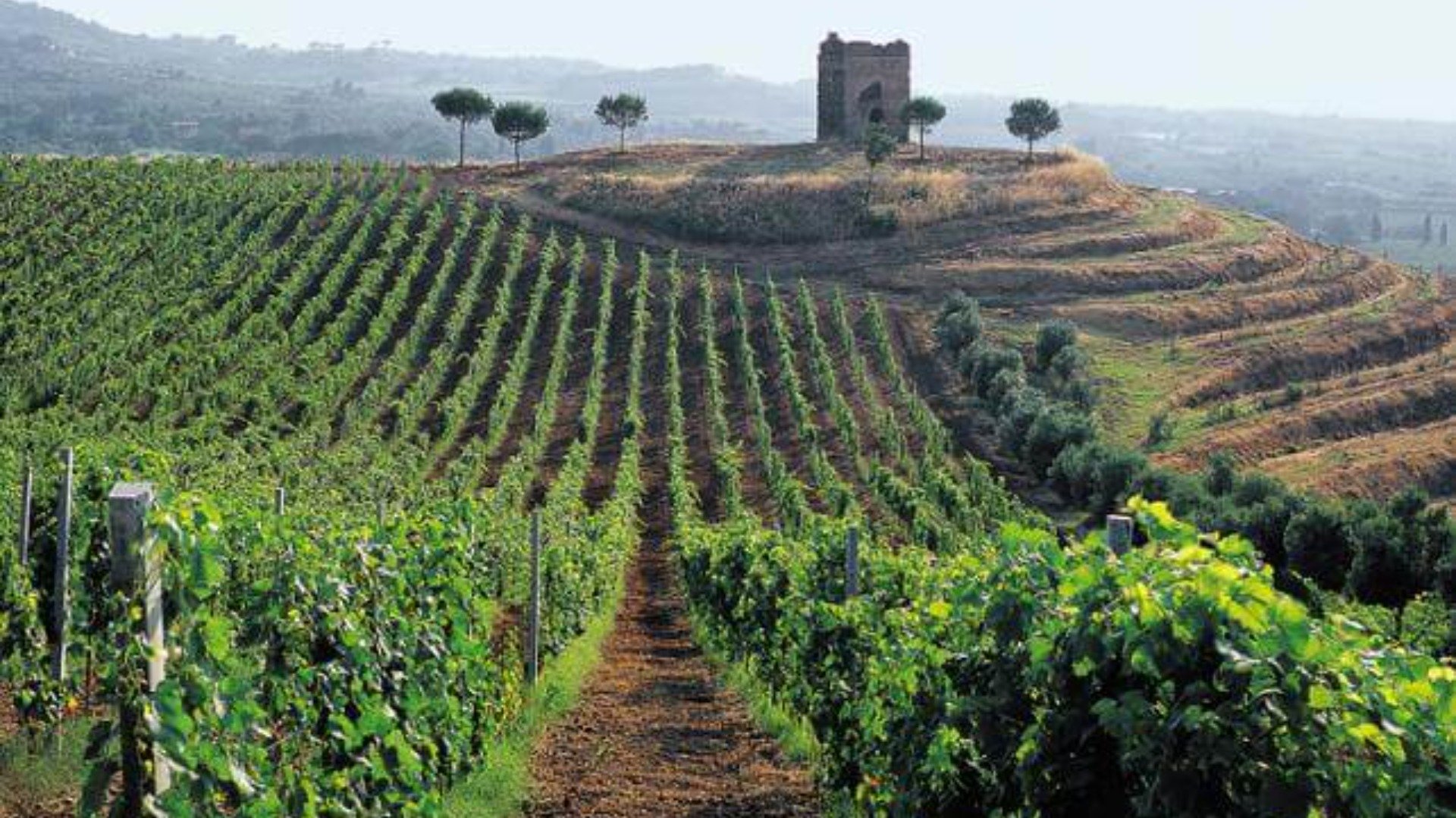 immagine strada Roman Castles wine