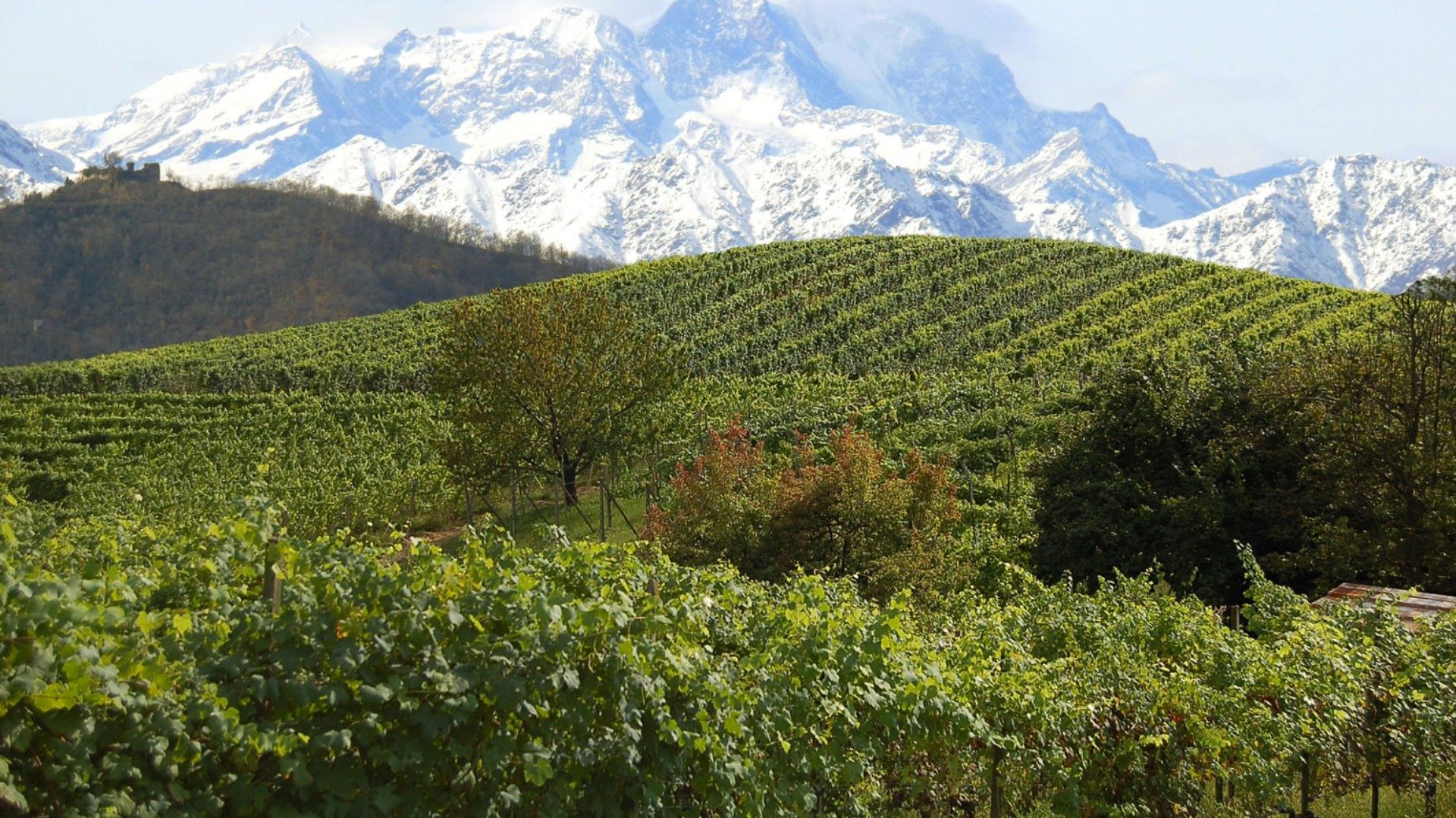 Immagine cantina Vino dell'alto Piemonte