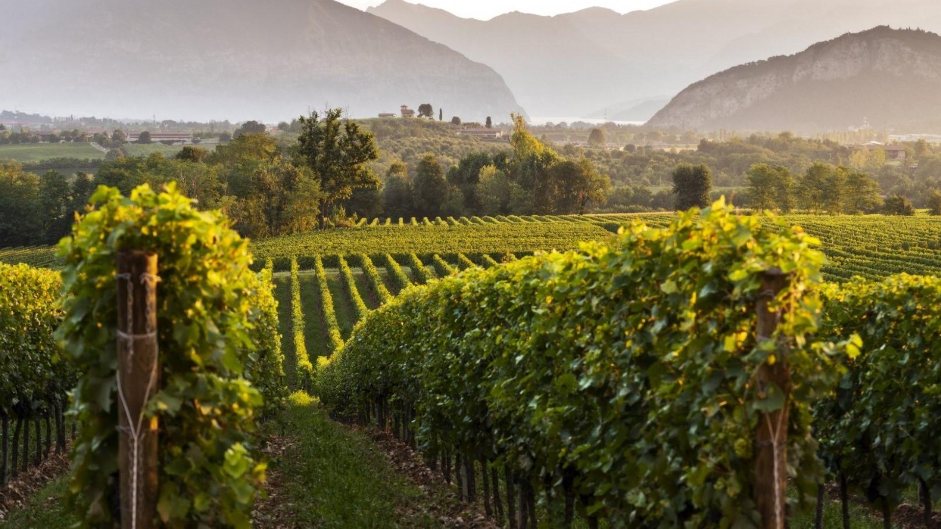 Immagine tipologia  Lombardei: Eine Reise zwischen Tradition und Moderne in Weingütern