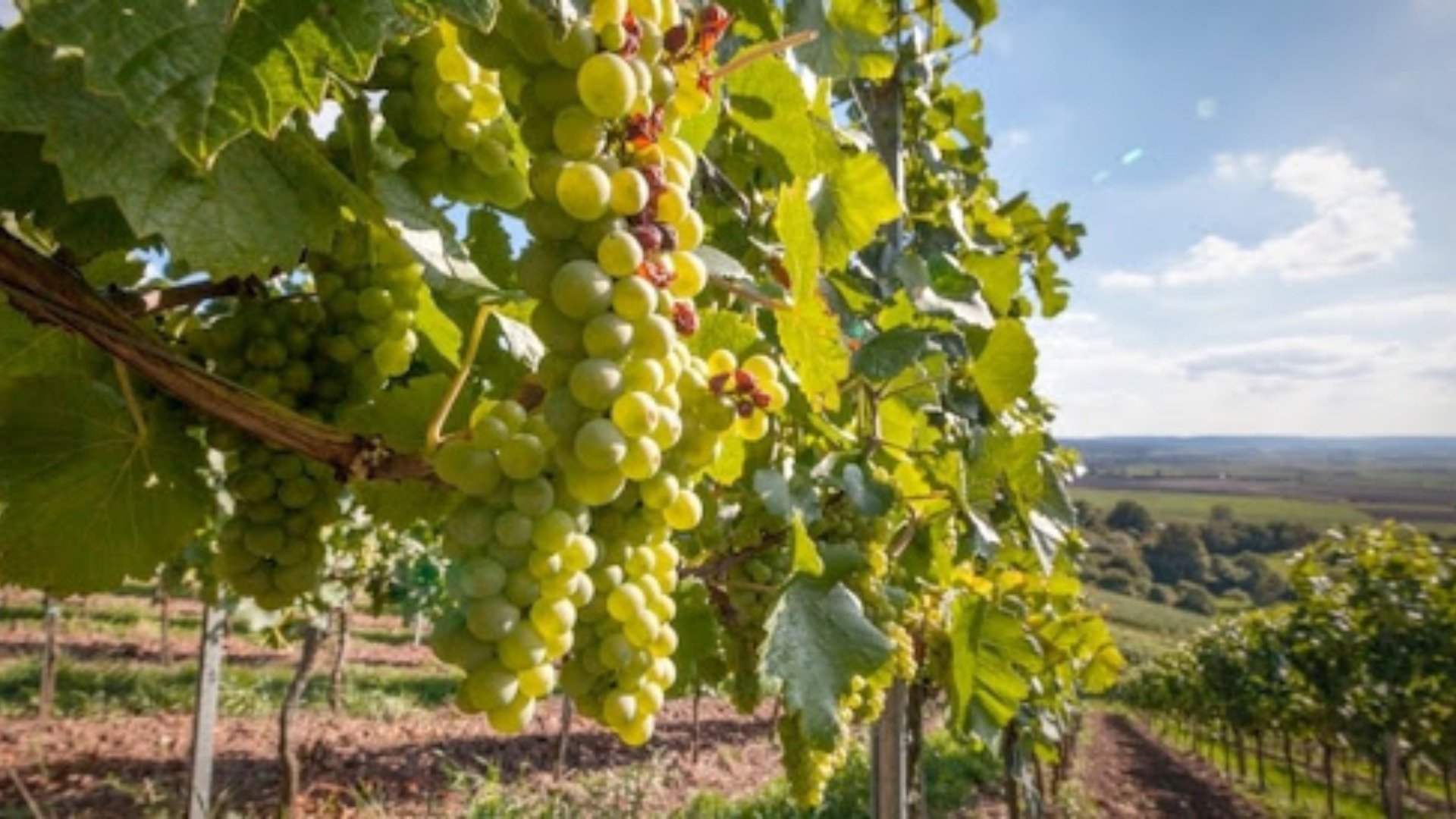 Immagine tipologia Discovering Lazio's Wineries